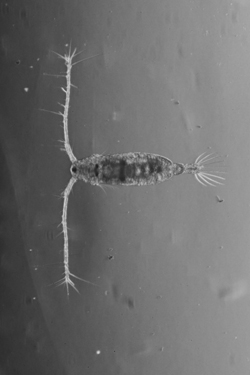 copepod