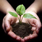 biochar