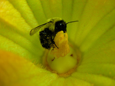 common eastern bumblebee