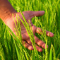 agriculture