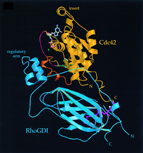 Ribbon diagram of the Cdc42/GDI complex