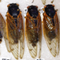 Cicadas in a tray