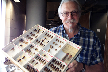 Cole Gilbert displays a tray of collected cicadas