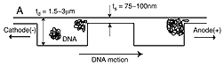 DNA separator consists of a series