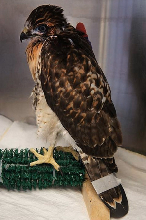 E3 red-tailed hawk