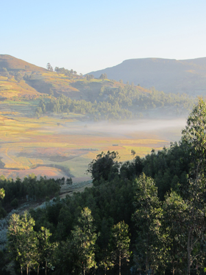 Eucalyptus trees in Ethiopia