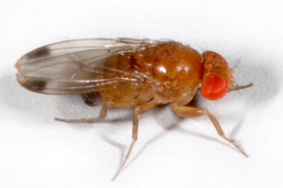 male spotted wing drosophila