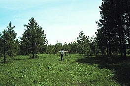 Thomas Gavin indicates encroaching vegetation