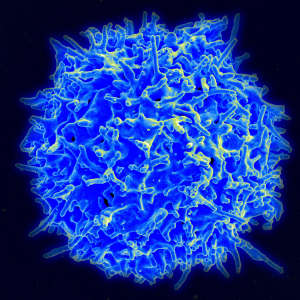 T-cell