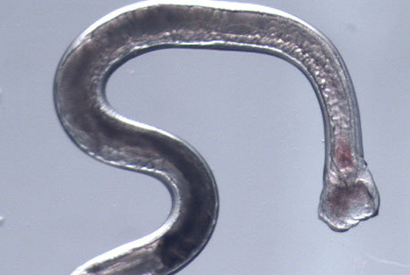 hookworm