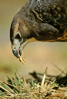 hawk is enjoying a free meal