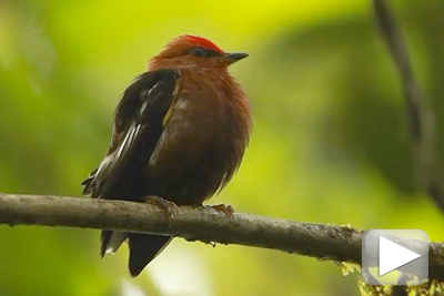 club-winged manakin