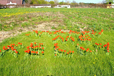 tulips spell out Marry me, Kelly