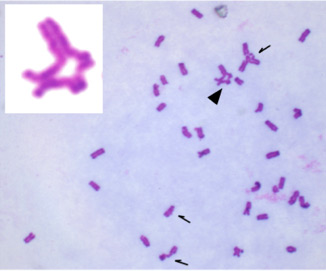 Chaos3 mouse with mutant Mcm4 genes