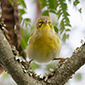 Help 'Merlin' become a wizard at identifying birds