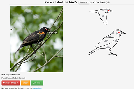 In the HotSpot activity, users are shown an image of a bird and asked to click on a specific body part to teach Merlin's computer vision system how to map out bird anatomy in a photo.