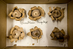Geastrum triplex