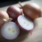 Onions