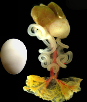 GI tract of chicken embryo
