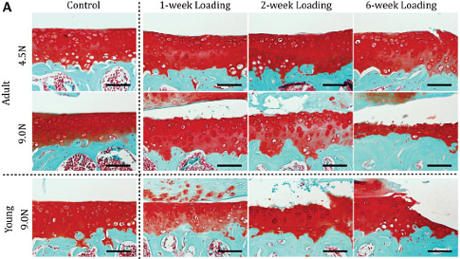 Histologic images show loading-induced formation of osteophytes