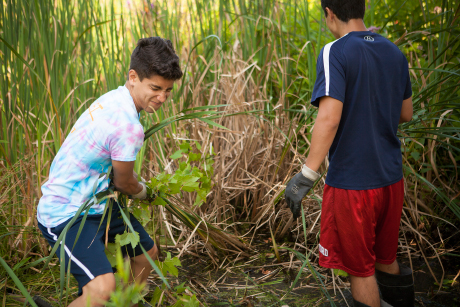 student volunteers pull up grass