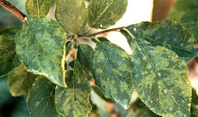 Plum pox virus symptoms on leaves