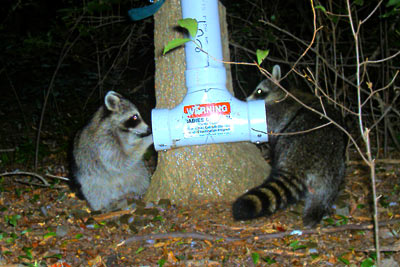 Long Island raccoons
