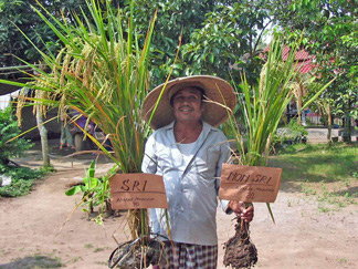 A farmer in Lombok