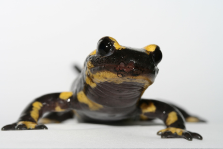 Fire salamander