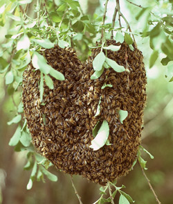 swarm of bees