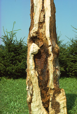 A natural nest of honey bees