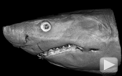 CT scan of shark