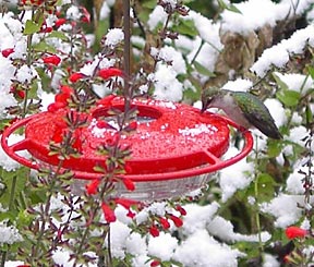 brave young hummingbird