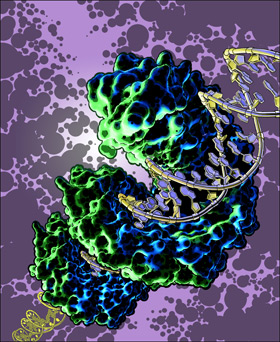 TAL effector bound to DNA