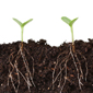 Plant roots