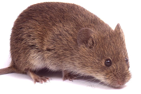 vole