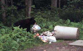 bear in trash
