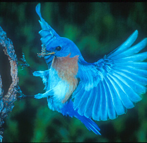 bluebird in flight