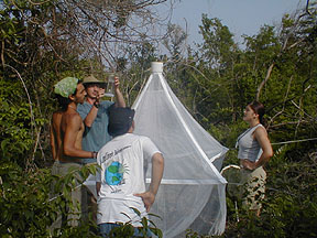 Designed to catch insects