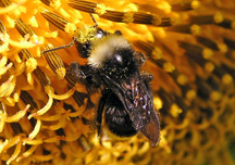 yellow-faced bumble bee
