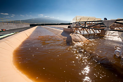 Raceway ponds at Cellana's pilot facility in Kona