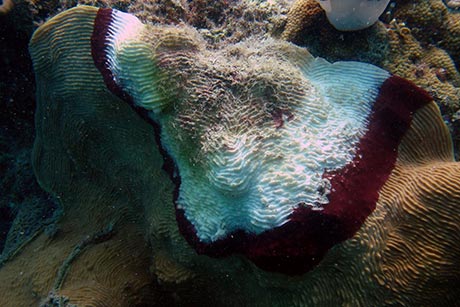diseased coral