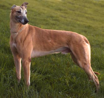 greyhound