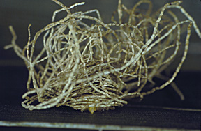 thatch of its own feces