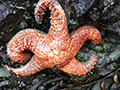 sea star