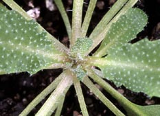 Arabidopsis plant
