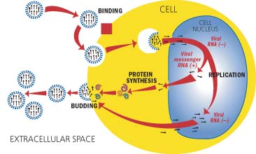 receptor on the cell membrane