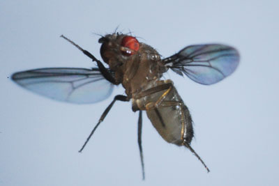 fruit fly