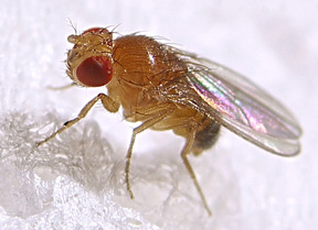 fruit fly