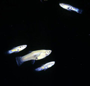 male guppies